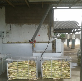 Upfold Hot Water Treatment of sugarcane
